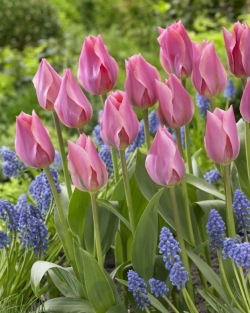 Tulpen Albert Heijn